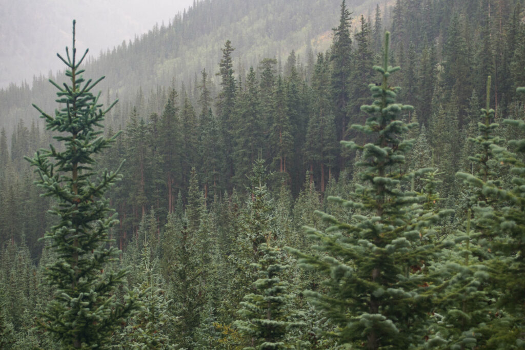 Foreste cambiamento climatico Italia